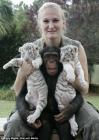 chimpanzé, tigres blancs et soigneuse