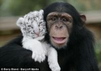 Portrait touchant de la femelle chimpanzé et d'un bébé tigre blanc