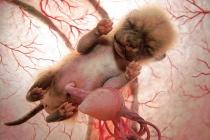 foetus de chihuahua, une semaine avant la mise bas
