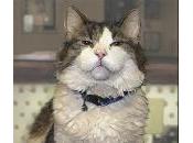 petit chat sait mourir