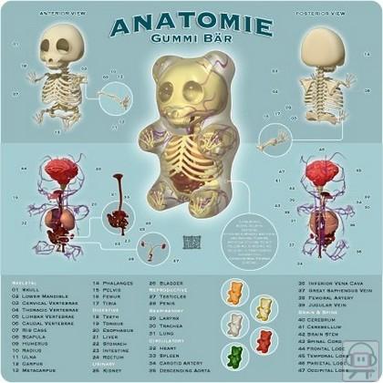Anatomie de lego, bonbon ours et chien en ballon