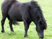 poney ivre tombe dans piscine
