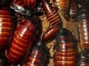 Onze cafards dans bouche record mondial battu vidéo)