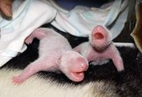 bébés pandas peu après la naissance
