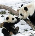 bébé panda et sa mère