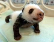 bébé panda plus grand