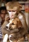 singe et chien