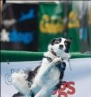 Humour : ce chien sait qu'il est en mauvaise posture chien grimace