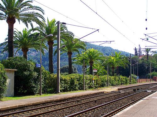 palmiers gare rails