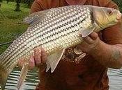 carpe jullien doree asie sud-est