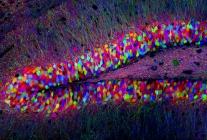 Brainbow: hippocampe de souris transgénique (40x)