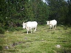 Vache des bois changeant de bosquet