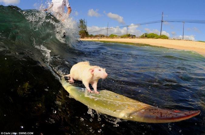 Rats surfeurs