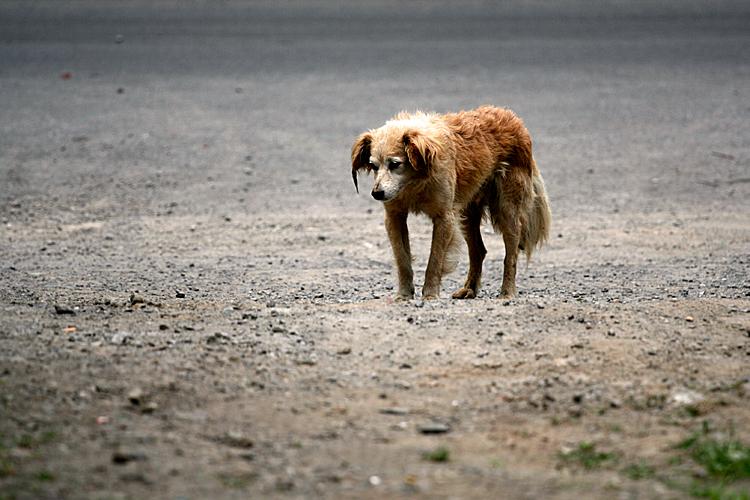 Scène de vie: La Misère.