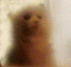 De l'amour entre les petits chatons et les dinosaures (1e partie)