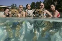 tigres et soigneuses dans l'eau