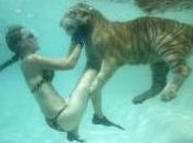 tigres nagent compagnie leurs soigneuses