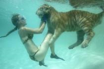 bain des tigres 