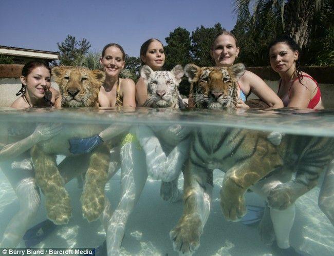 Nage avec des tigres