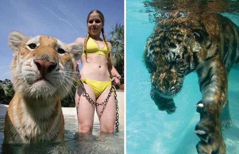 Nage avec des tigres