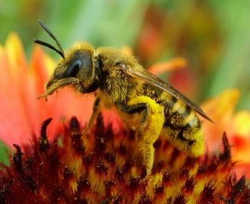 pollens nous soignent, richesse nutritionnelle exceptionnelle