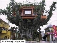 maison arbre