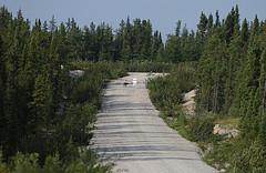canis lupus