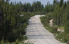 canis lupus