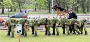 Les forces de l'ordre version insolite exercice canin original