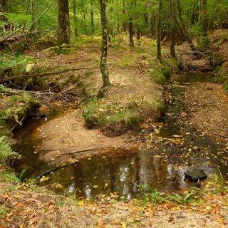 Auvergne - Forêt de Tronçais