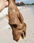 poisson monstrueux tenu en main