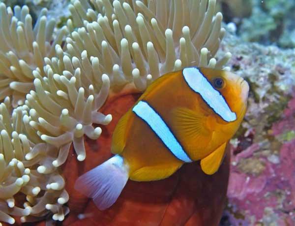 La faune des récifs coralliens