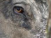 Trois sangliers saccagent confiserie