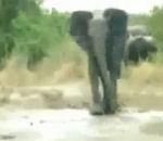 vidéo éléphant glisse boue