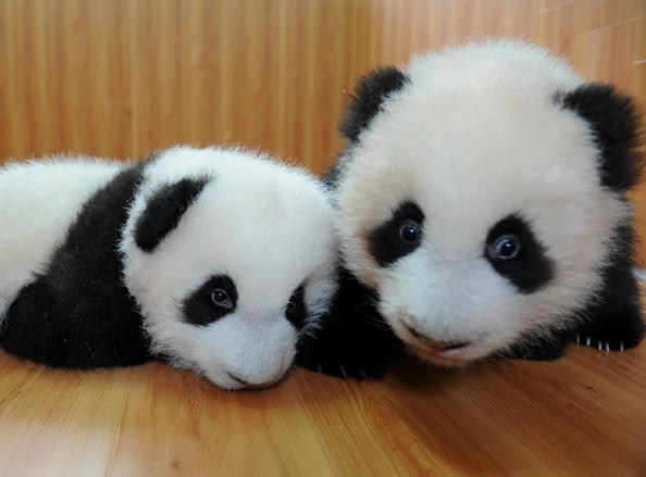 Bébés pandas géants