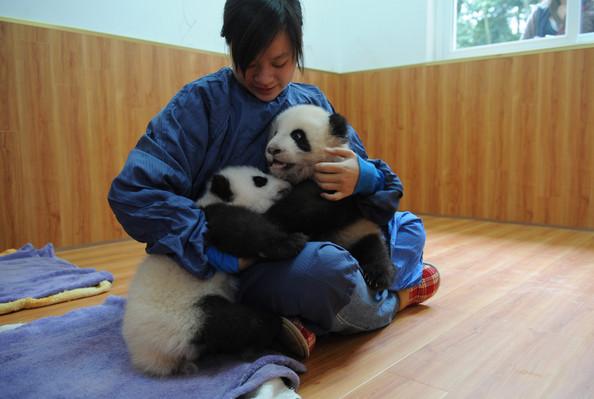 Bébés pandas géants