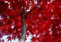 Acer palmatum (érable) à l'automne