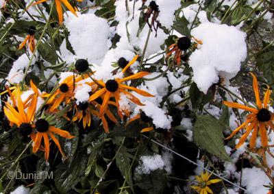 La Chaux-de-Fonds: neige octobre 2008