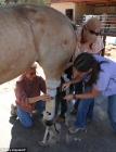 Ce cheval amputé a eu une seconde chance grâce à une prothèse cheval amputé soins