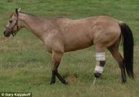 Ce cheval amputé a eu une seconde chance grâce à une prothèse cheval amputé