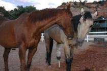 Ce cheval amputé a eu une seconde chance grâce à une prothèse cheval amputé en bonne compagnie