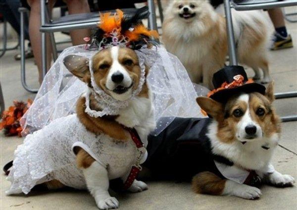 Halloween Dog Parade