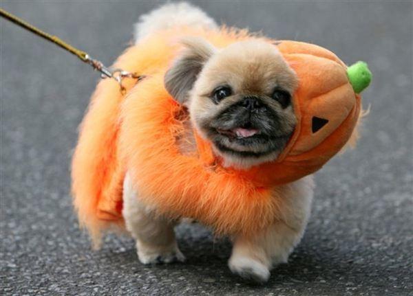 Halloween Dog Parade