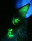 chat fluo