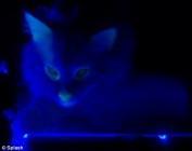chat phosphorescent