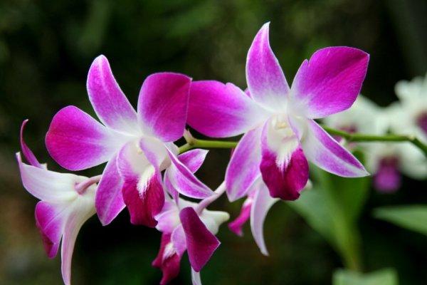 Chez le pépiniériste balinais