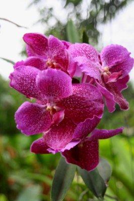 Chez le pépiniériste balinais