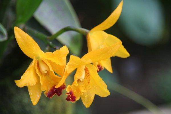 Chez le pépiniériste balinais