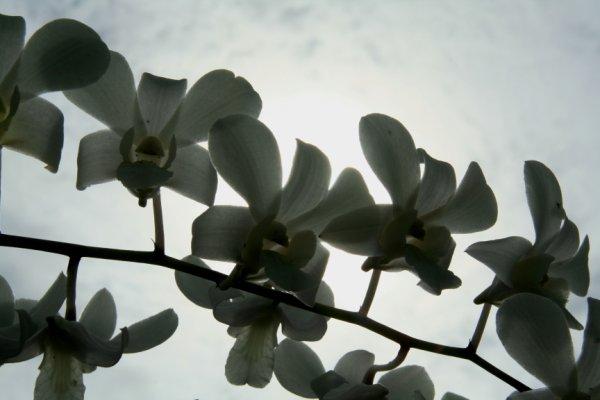 Chez le pépiniériste balinais