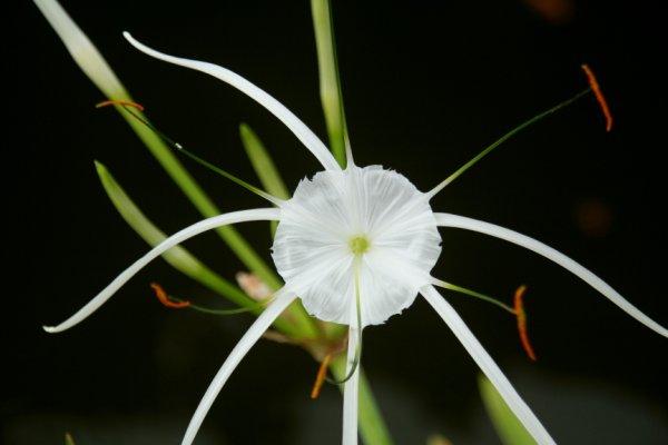 Chez le pépiniériste balinais